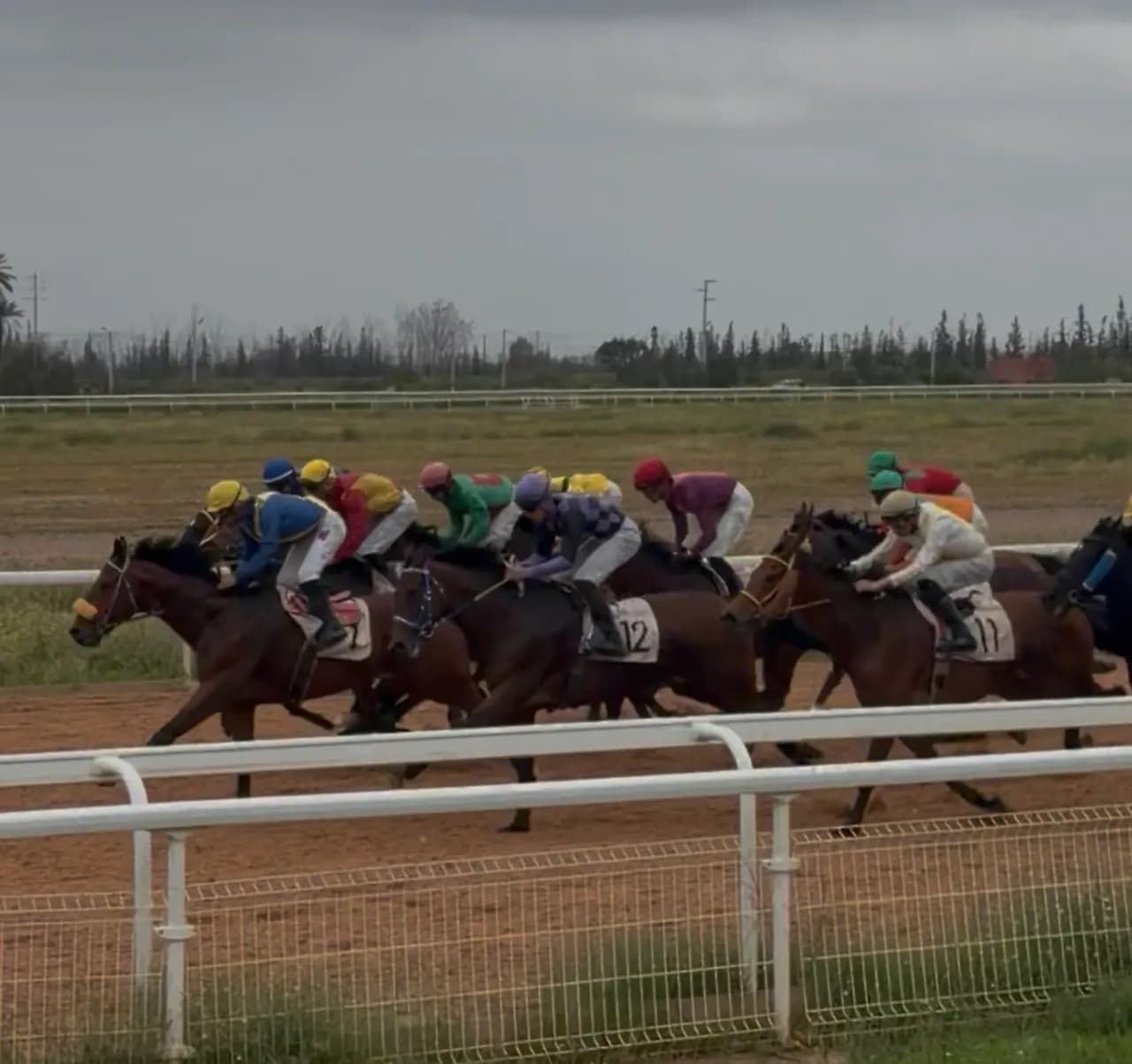 Course hippique au Maroc