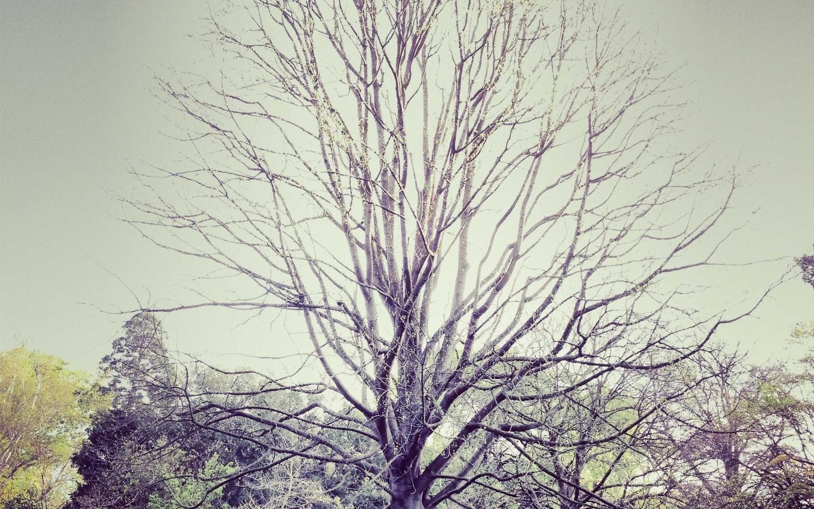 Hippodrome de Settat